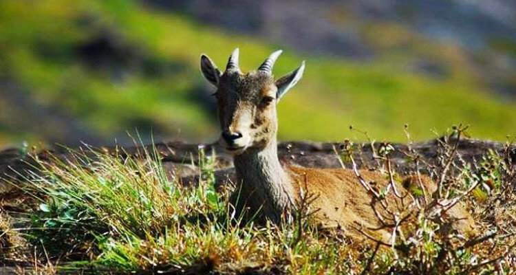 7. Explore Gulmarg Biosphere Reserve