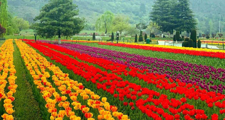 6) Indira Gandhi Memorial Tulip Garden