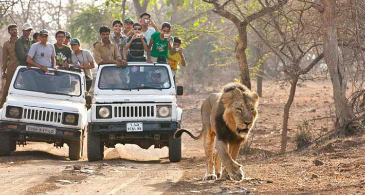 7. Wildlife Safaris